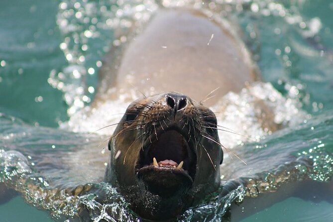 Lima Peru Sea Lions, History and Palomino Callao Islands - Four islands, four different views