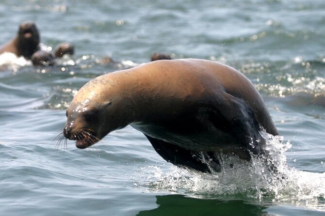 Lima Peru Sea Lions, History and Palomino Callao Islands - Speedboat comfort and seasickness