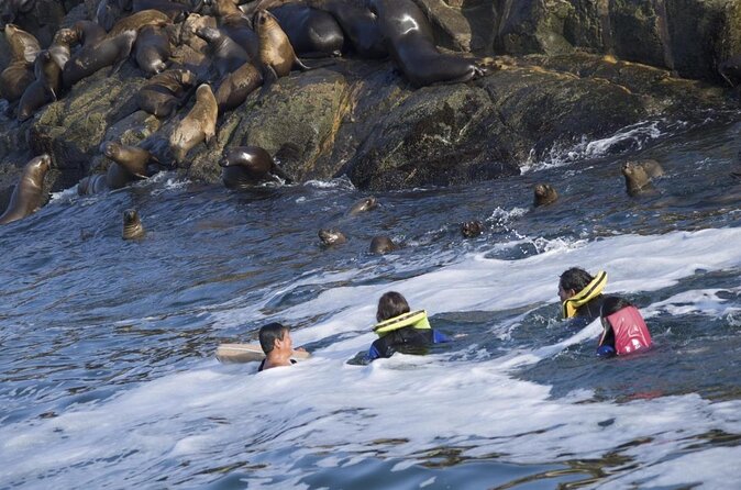 Lima Peru Sea Lions, History and Palomino Callao Islands - What the $72 price really covers