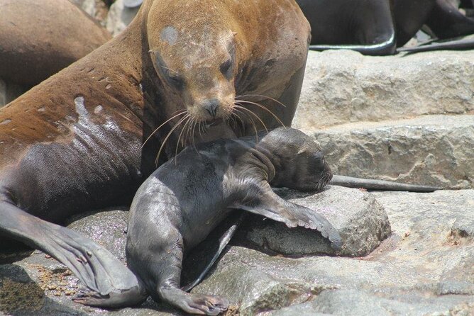 Lima Peru Sea Lions, History and Palomino Callao Islands - Guides and the feel of the group