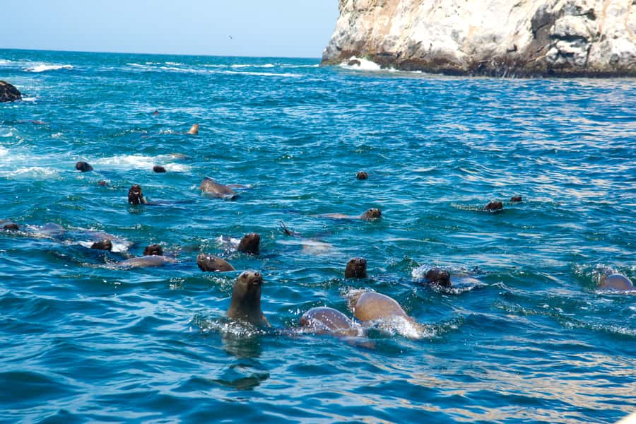 Lima: Sea Lion Swim and Wildlife Palomino Islands Cruise - The real reason to go: swimming with sea lions