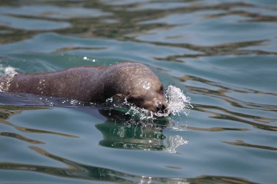 Lima: Sea Lion Swim and Wildlife Palomino Islands Cruise - Approaching the Palomino Islands