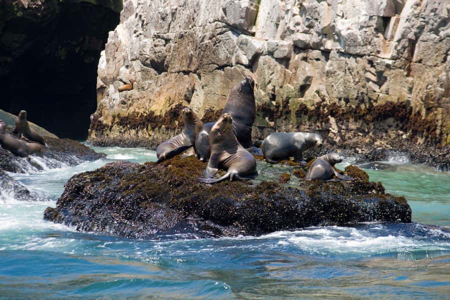 Lima: Sea Lion Swim and Wildlife Palomino Islands Cruise - What the swim feels like in the Humboldt Current