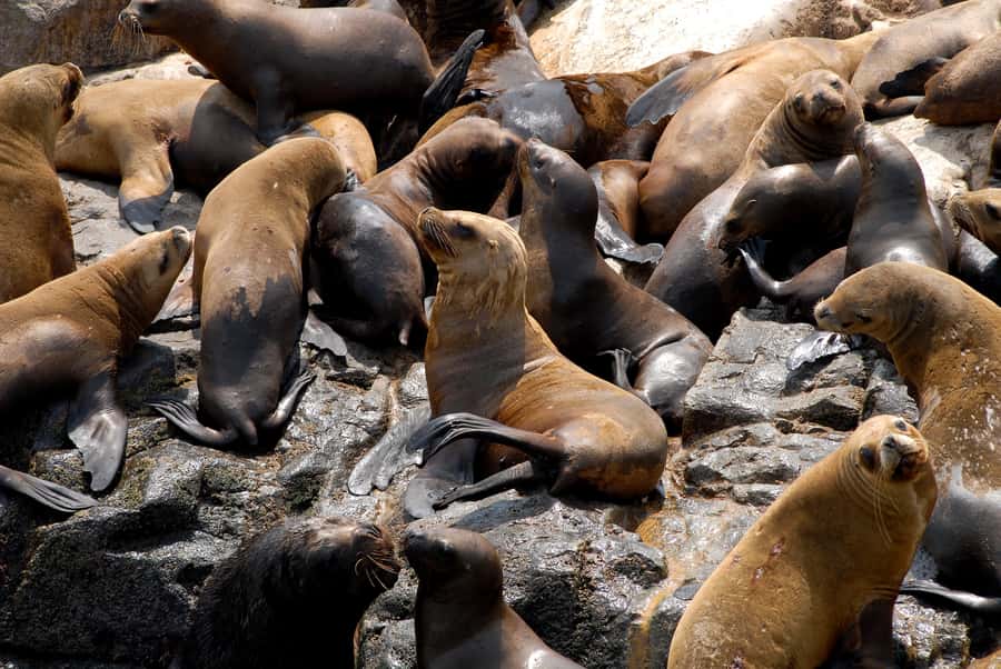 Lima: Sea Lion Swim and Wildlife Palomino Islands Cruise - Birdwatching on the ride back