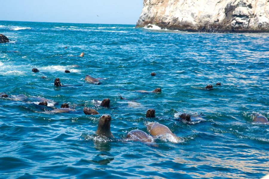 Lima: Sea Lion Swim and Wildlife Palomino Islands Cruise - Who will enjoy this trip most?