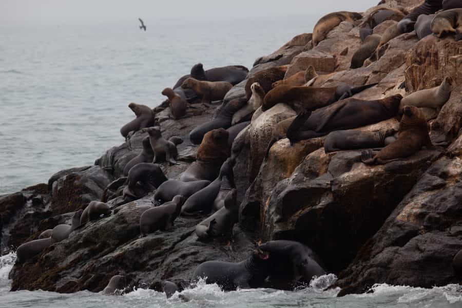 Lima: Sea Lion Swim and Wildlife Palomino Islands Cruise - What to bring and how to prepare