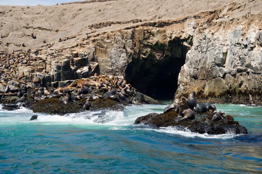Lima: Sea Lion Swim and Wildlife Palomino Islands Cruise - San Lorenzo’s marine life and coastal views