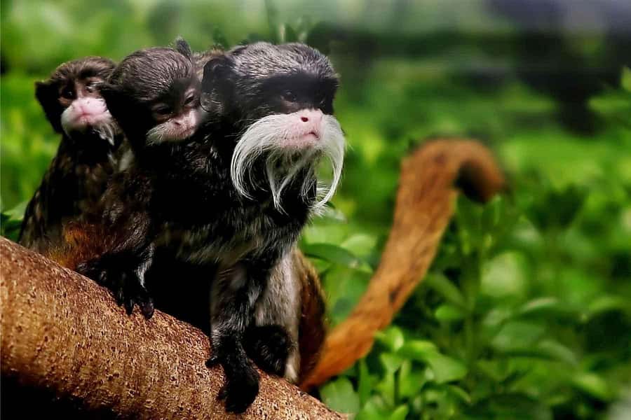 Living Nature from Cusco: 3 Days Manu Jungle all inclusive - From Cusco to Paucartambo and the Lupaca tombs