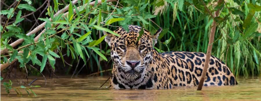 Living Nature from Cusco: 3 Days Manu Jungle all inclusive - Machuwasi Lake and the prehistoric-looking hoatzin