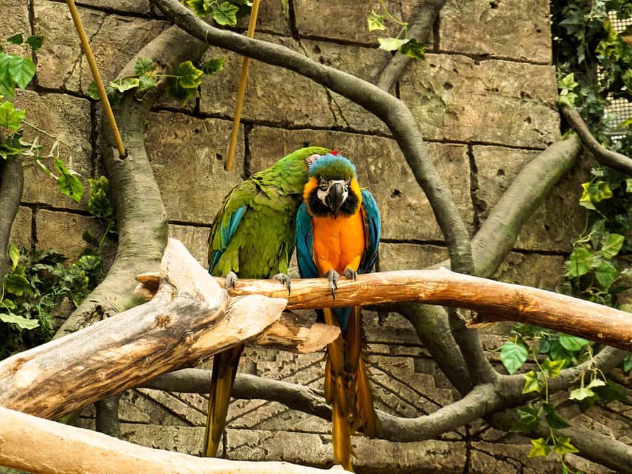 Living Nature from Cusco: 3 Days Manu Jungle all inclusive - Should you book this three-day jungle tour?
