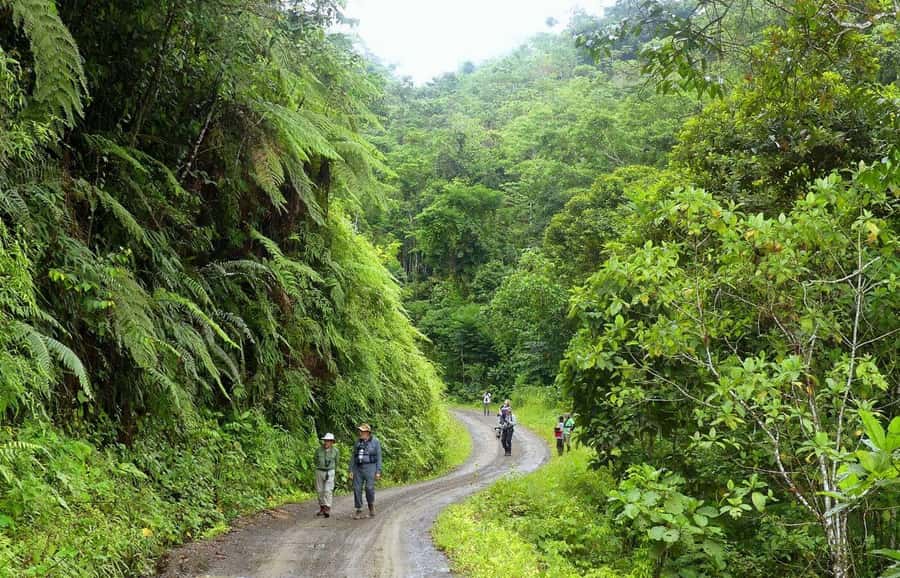 Living Nature from Cusco: 3 Days Manu Jungle all inclusive - Cloud forest wildlife between the Andes and the Amazon