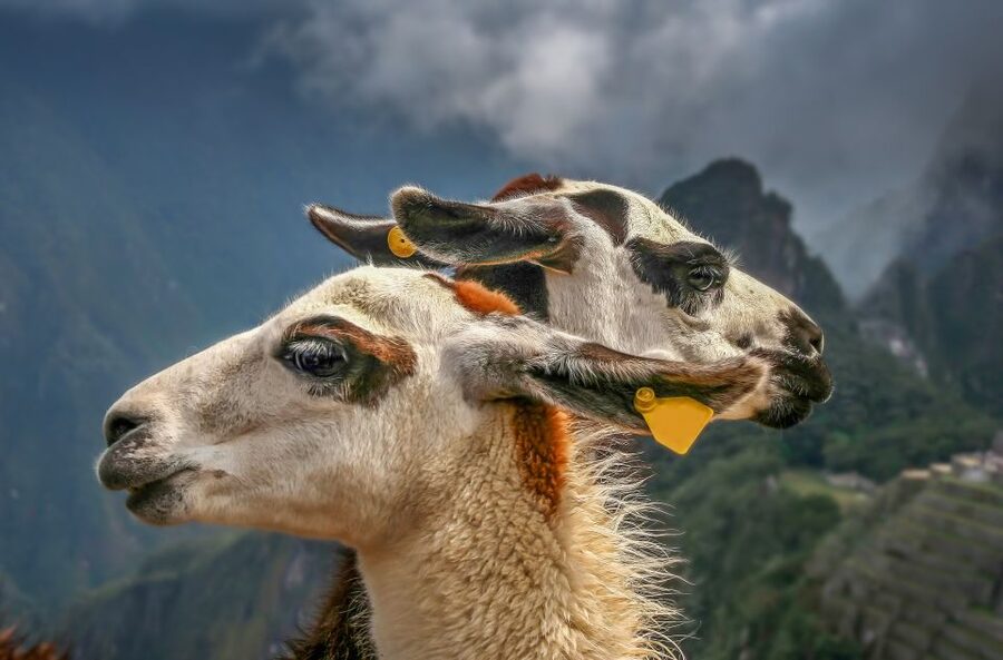 Machu Picchu: Private Full-Day Tour with Afternoon Entrance - Who should choose this private day?