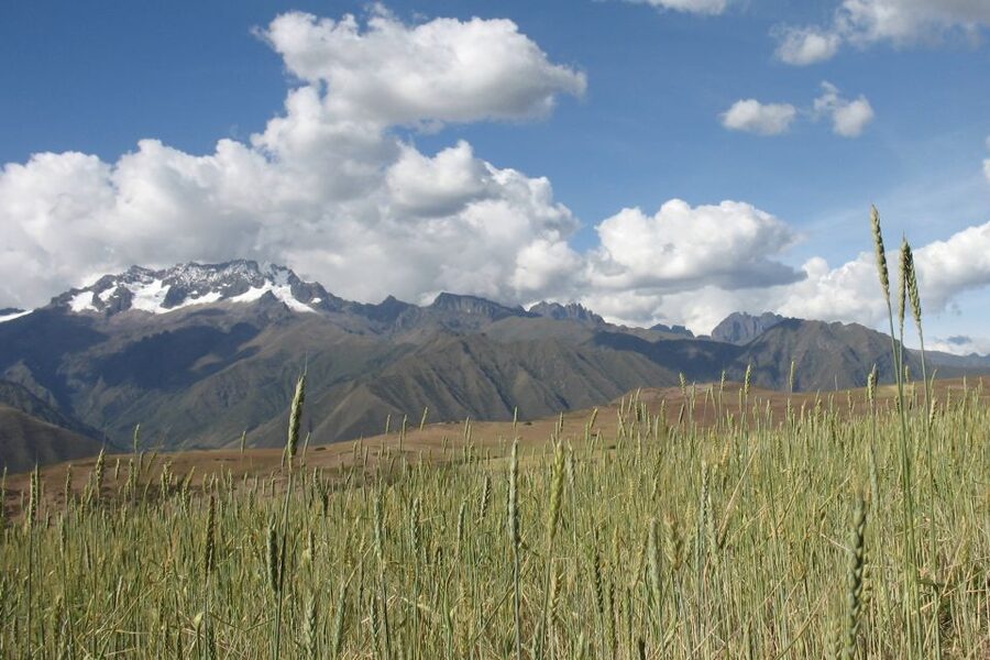 Machu Picchu: Private Full-Day Tour with Afternoon Entrance - Should you book this Machu Picchu tour?