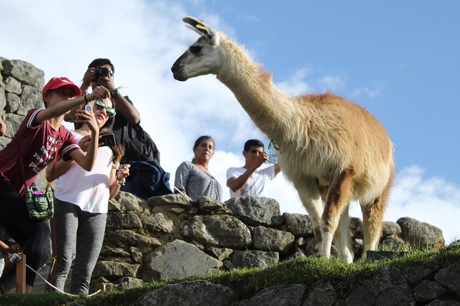 Machu Picchu Tour From Cusco Full Day - Two hours inside the Machu Picchu citadel