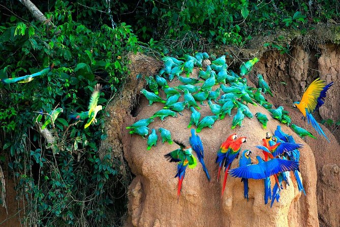 Manu National Park Tour 4days/3night - Group size, guide quality, and family considerations