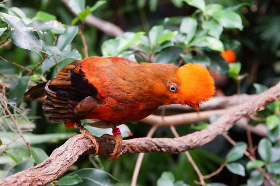 Manu National Park Tours from Cusco 5 Days - What this five-day Manu trip is really like