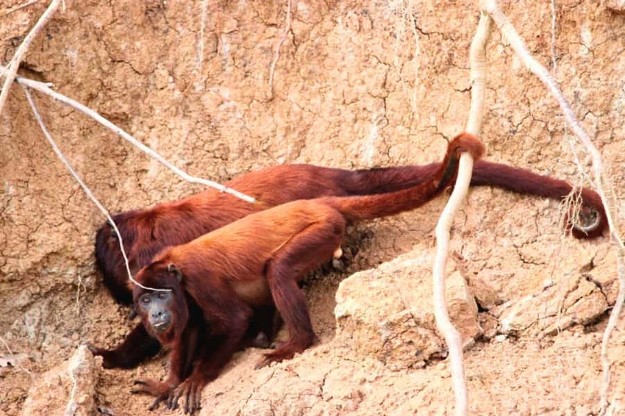 Manu National Park Tours from Cusco 5 Days - Day 2: Bambu Lodge to Soga de Oro by river