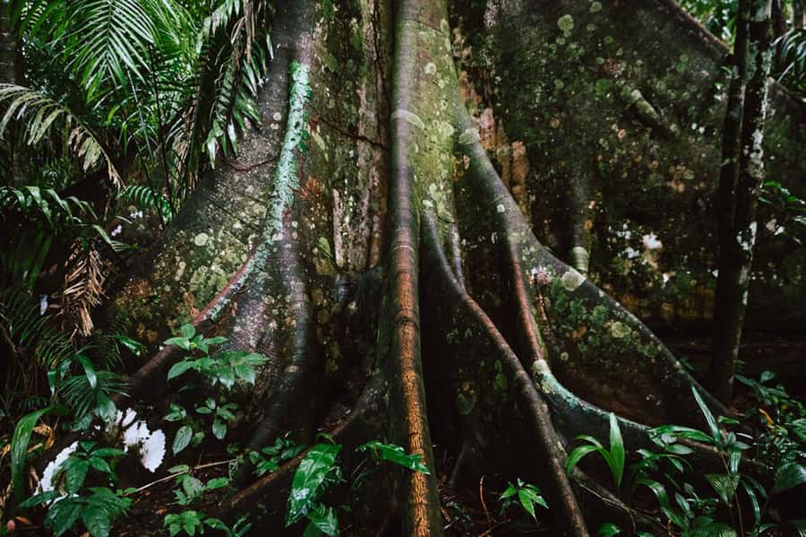 Manu National Park Tours from Cusco 5 Days - Day 4: Returning to Bambu Lodge
