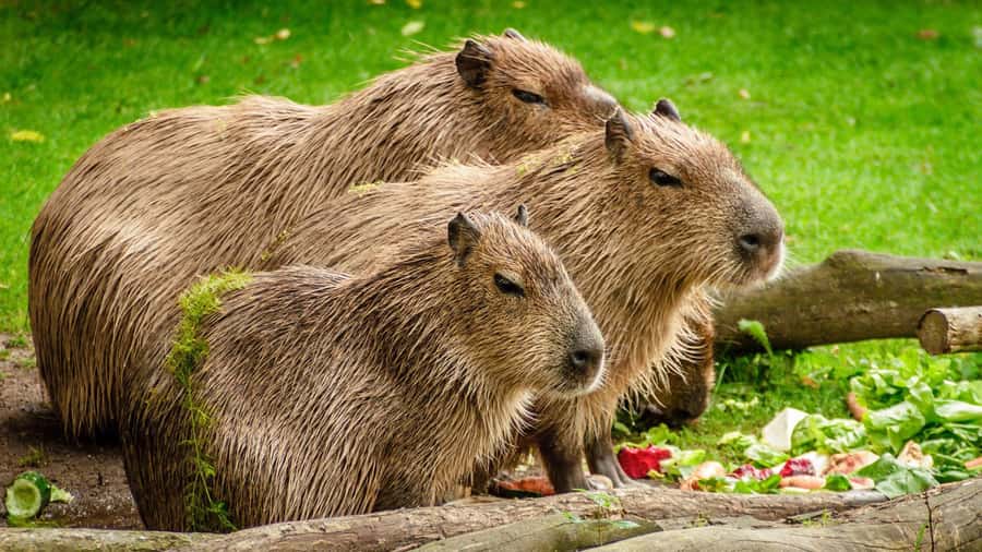 Manu National Park Tours from Cusco 5 Days - Should you book this Manu National Park tour?