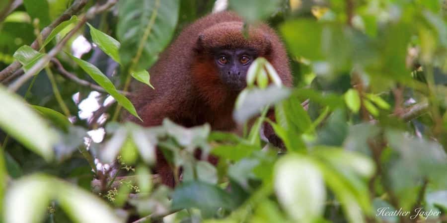 Monkey Island + Lake Sandoval 2D/1N - From Puerto Maldonado to a Tambopata ecolodge