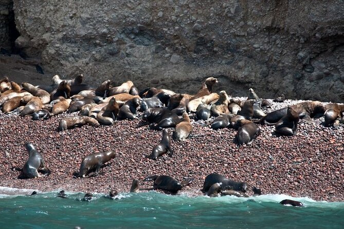 Nazca Lines & Ballestas Islands Private Tour Bus&Flight from Lima - Paracas and the Candelabra of the Andes