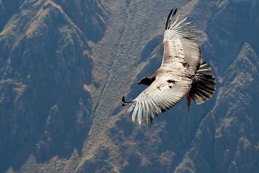 Offer Price: Colca Canyon One Day in Arequipa with Breakfast - Pinchollo, Maca, and the small village stops