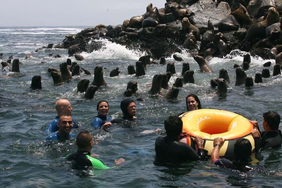Palomino Islands Yacht Tour and swim alongside the sea lions - Forty-five minutes across the Pacific