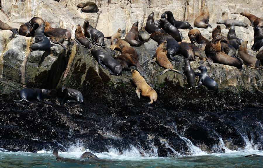 Palomino Islands Yacht Tour and swim alongside the sea lions - San Lorenzo Island and the offshore route