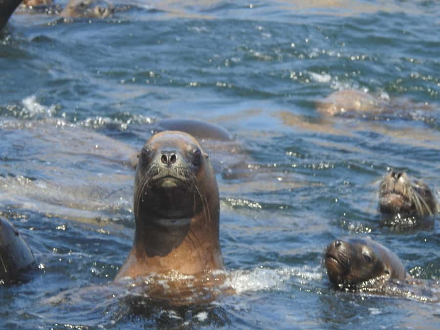 Palomino Islands Yacht Tour and swim alongside the sea lions - From your hotel to Callao’s Plaza Grau