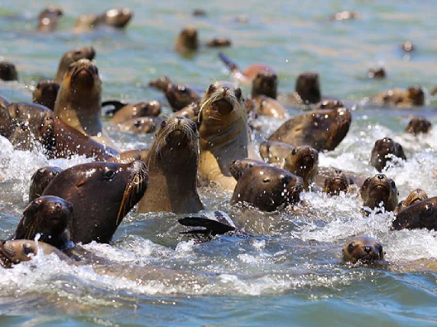 Paracas: Ballestas Islands and Candelabra of Paracas Boat - Why the Candelabra makes a strong opening