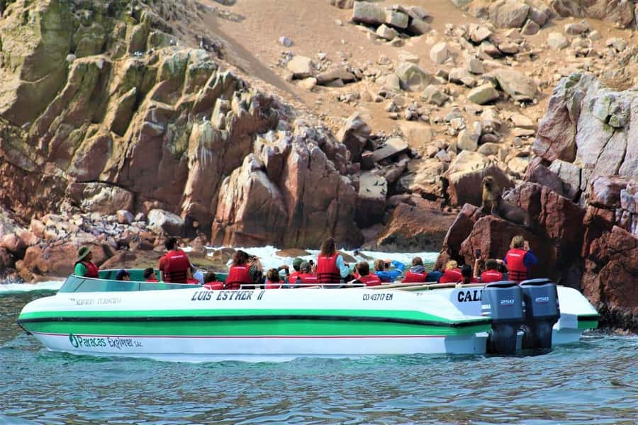 Paracas: Ballestas Islands and Candelabra of Paracas Boat - Sea lions and Humboldt penguins
