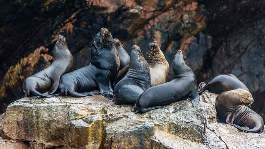 Paracas: Ballestas Islands and Candelabra of Paracas Boat - Who should book this Paracas boat tour?