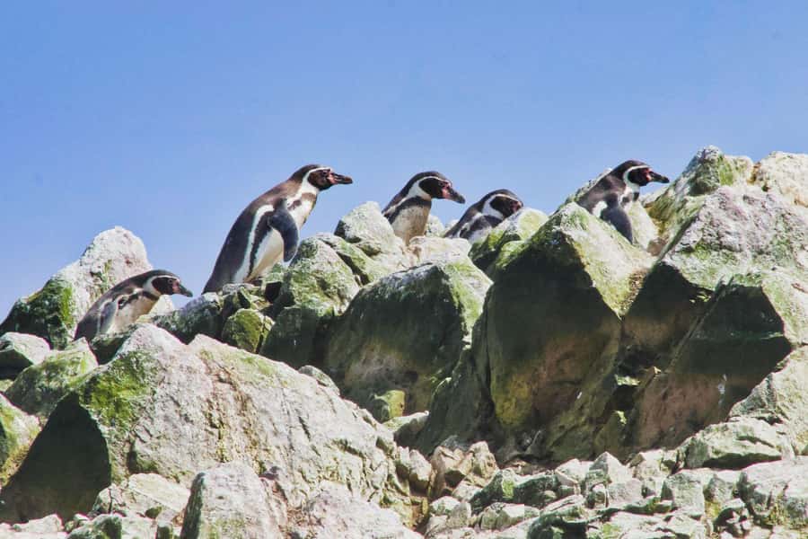 Paracas: Ballestas Islands and Candelabra of Paracas Boat - What the Ballestas Islands look like from the boat