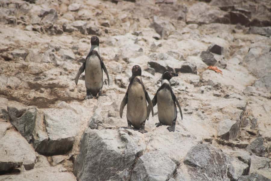 PARACAS: BALLESTAS ISLANDS AND NATIONAL RESERVE - Key points to know before you book