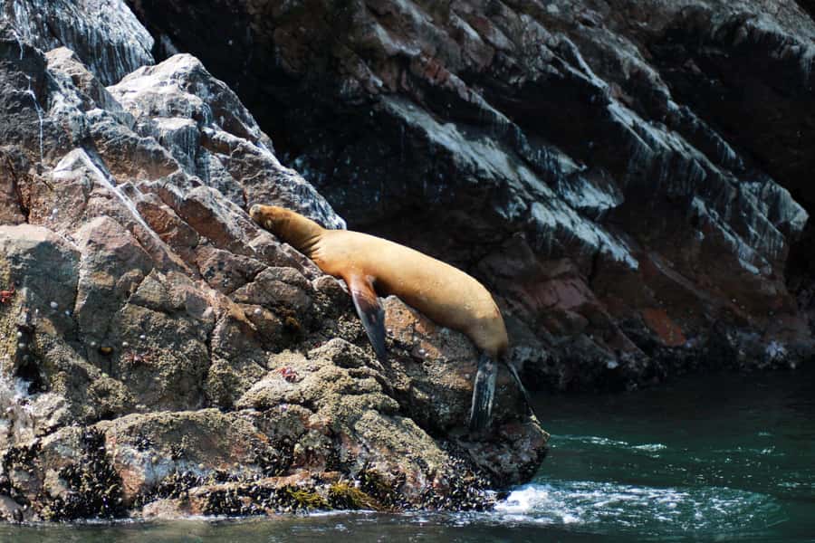 PARACAS: BALLESTAS ISLANDS AND NATIONAL RESERVE - From the harbor to Paracas National Reserve