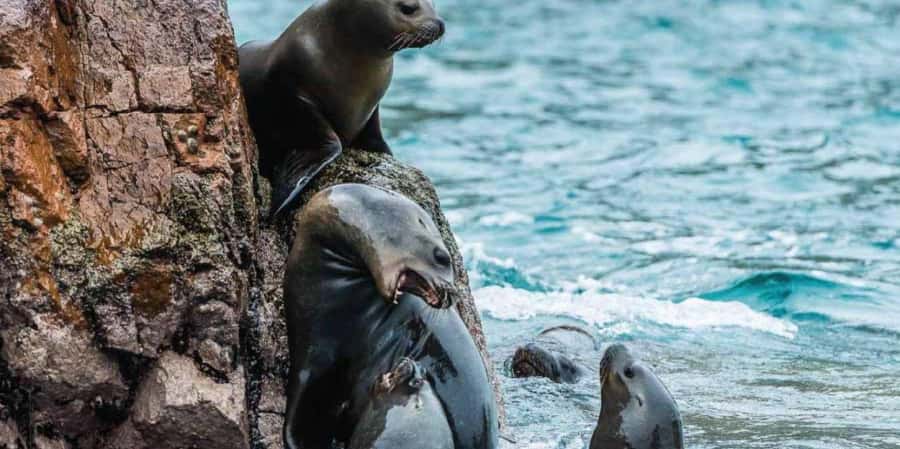 Paracas: Ballestas Islands Boat tour - Islas Ballestas - Sea lions, penguins, and thousands of seabirds