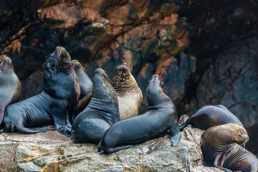 Paracas: Ballestas Islands Boat tour - Islas Ballestas - What the two-hour schedule feels like