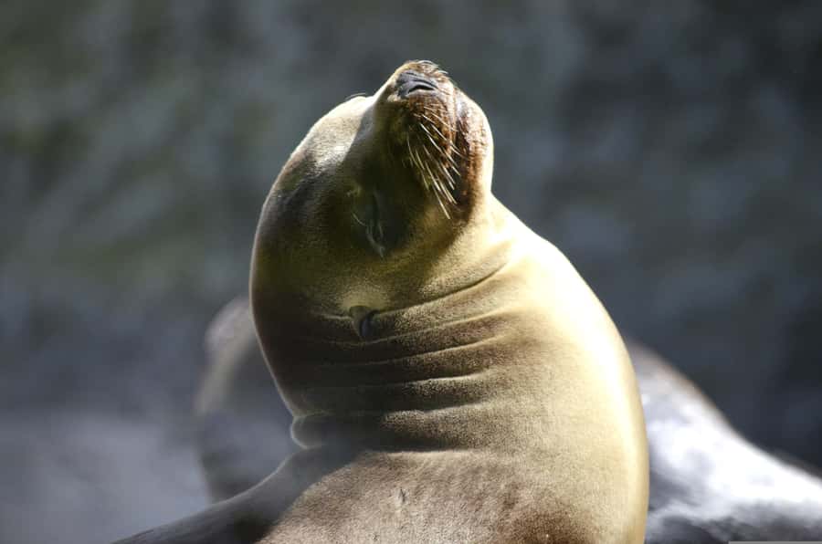 Paracas: Ballestas Islands Boat tour - Islas Ballestas - Practical strengths and small frustrations