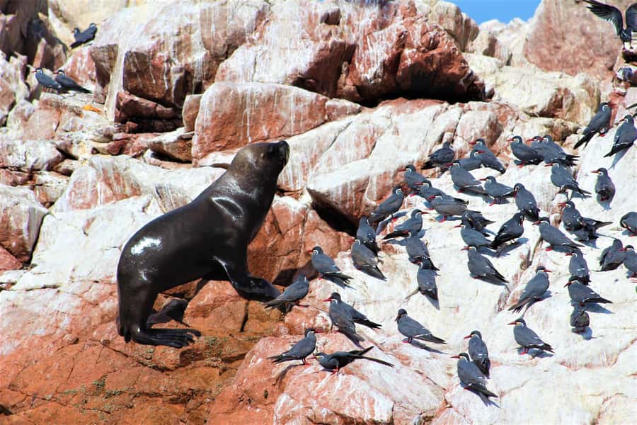Paracas: Ballestas Islands Guided Boat Tour - How to get the best experience
