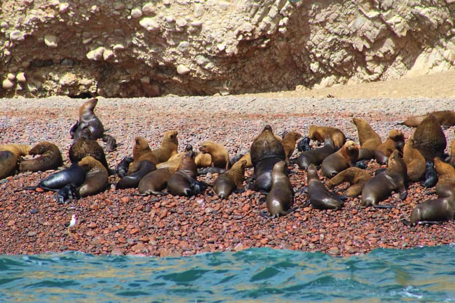 Paracas: Ballestas Islands Guided Boat Tour - Arches, caves, and the rocky coastline