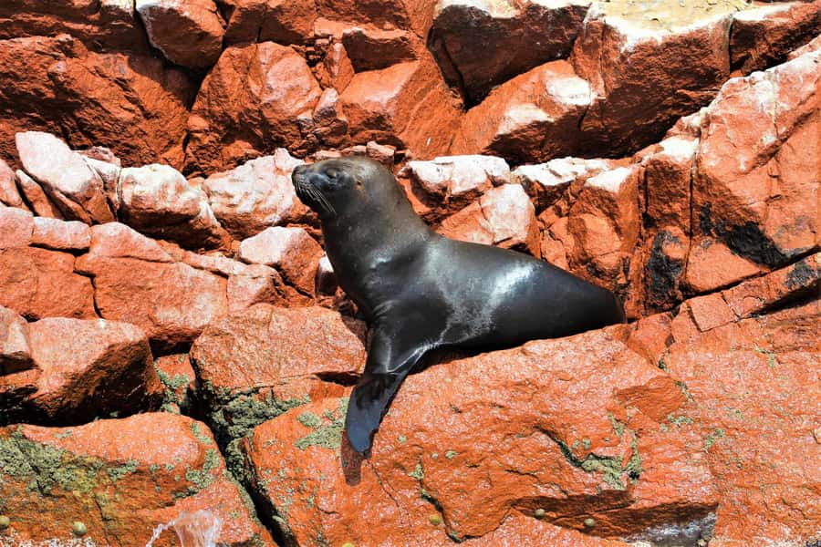 Paracas: Ballestas Islands Guided Boat Tour - Price, inclusions, and overall value