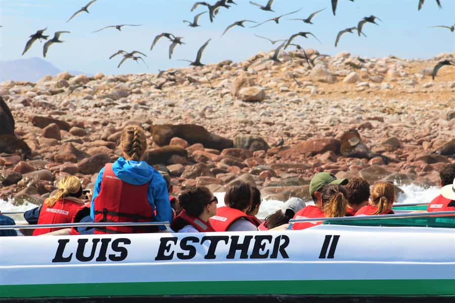 Paracas: Ballestas Islands Guided Boat Tour - Comfort, safety, and who should think twice
