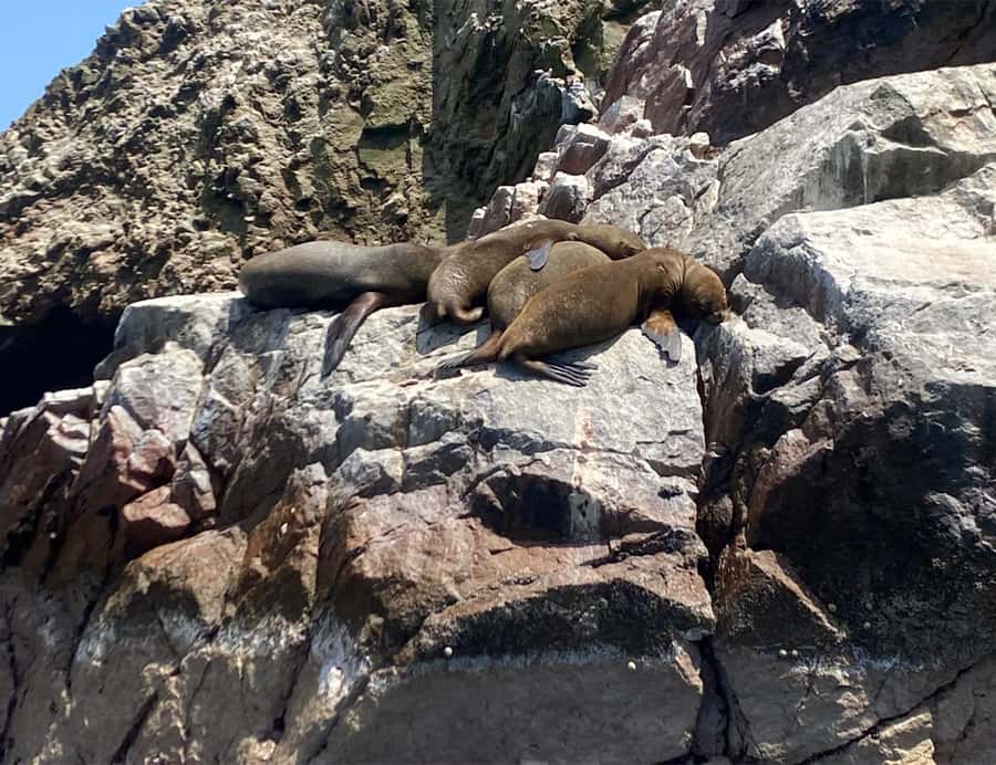 Paracas: Ballestas Islands Morning Boat Tour - How the guides affect the experience
