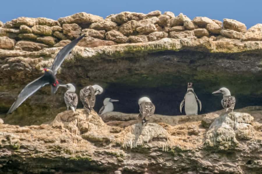 Paracas: Ballestas Islands Morning Boat Tour - Meeting at Muelle El Chaco