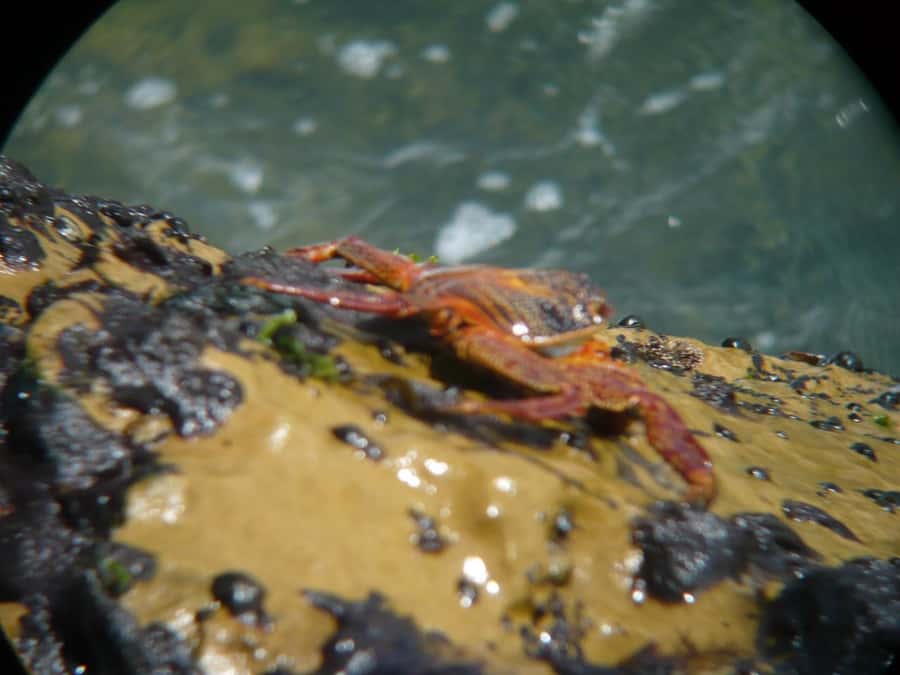 Paracas:Private Tours Paracas National Reserve all inclusive - Lagunillas and the pink lagoon