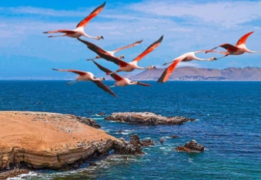 PARACAS|| Sunset trekking in the Paracas National Reserve - What the $50 price really covers