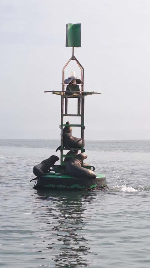 Private Tour: Ballestas Island & Huacachina Oasis, from Lima - Ica, the vineyard, and Pisco