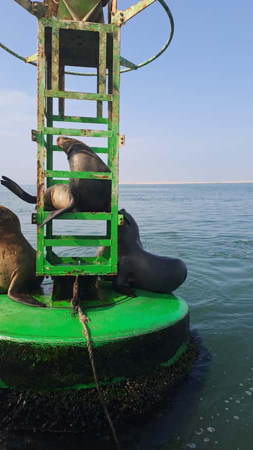 Private Tour: Ballestas Island & Huacachina Oasis, from Lima - Lunch and the question you should ask first