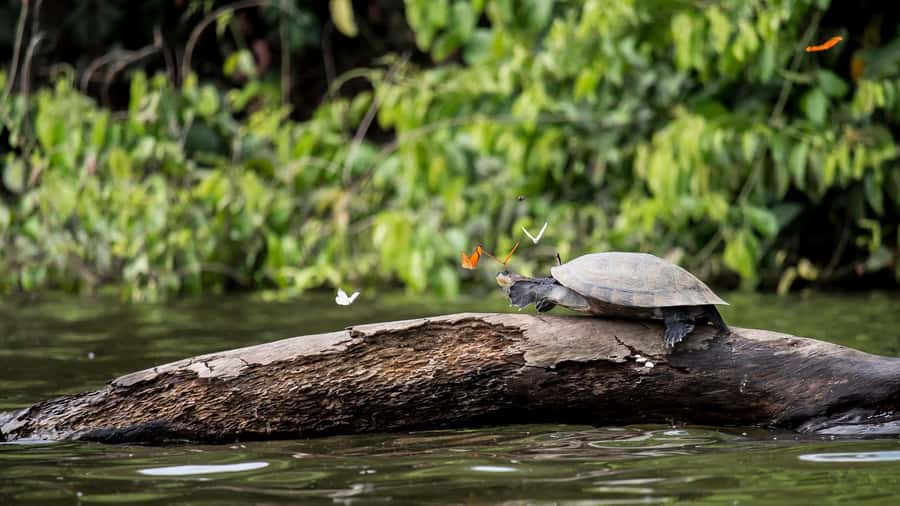 Puerto Maldonado: 2-Day Peruvian Tambopata Jungle Trip - Night wildlife along the Madre de Dios River