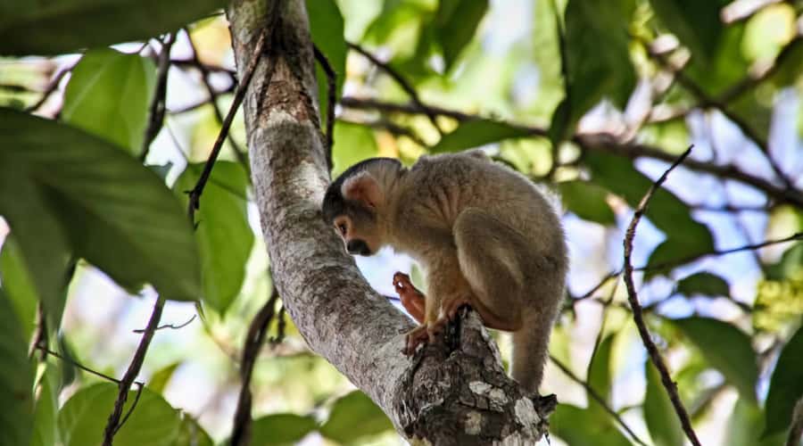 Puerto Maldonado: 2-Day Peruvian Tambopata Jungle Trip - Canoeing on Lake Sandoval
